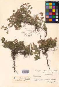 MHA 0 156 970, Thymus dimorphus Klokov & Des.-Shost., Eastern Europe, South Ukrainian region (E12) (Ukraine)