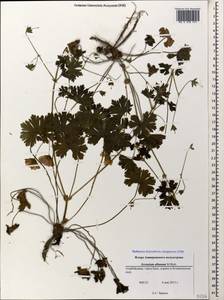 Geranium albanum M. Bieb., Caucasus, Azerbaijan (K6) (Azerbaijan)