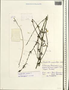 Chondrilla juncea L., Eastern Europe, Volga-Kama region (E7) (Russia)