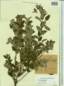 Elaeagnus commutata Bernh. ex Rydb., Eastern Europe, Lower Volga region (E9) (Russia)