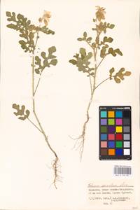 MHA 0 158 681, Solanum angustifolium Houst. ex Mill., Eastern Europe, Lower Volga region (E9) (Russia)