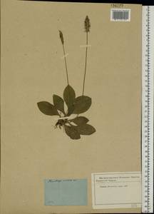 Plantago media L., Eastern Europe, Moscow region (E4a) (Russia)