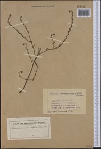 Lappula brachycentra (Ledeb.) Gürke, Siberia (no precise locality) (S0) (Russia)