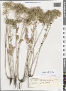 Lepidium draba L., Eastern Europe, Lower Volga region (E9) (Russia)