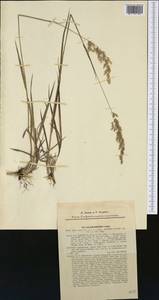 Calamagrostis varia (Schrad.) Host, Western Europe (EUR) (Slovakia)