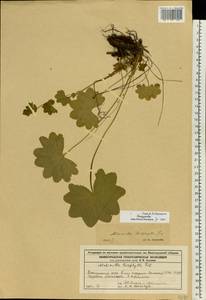 Alchemilla leiophylla Juz., Eastern Europe, Volga-Kama region (E7) (Russia)