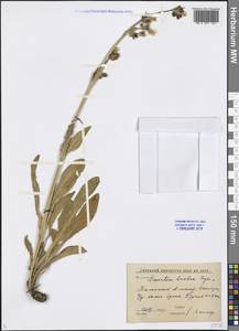 Swertia lactea Bunge, Middle Asia, Western Tian Shan & Karatau (M3) (Kazakhstan)