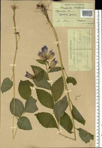 Campanula latifolia L., Eastern Europe, Central region (E4) (Russia)