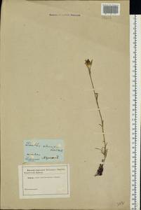 Dianthus capitatus subsp. andrzejowskianus Zapal., Eastern Europe, North Ukrainian region (E11) (Ukraine)