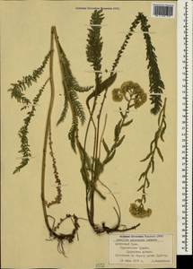Achillea pannonica Scheele, Crimea (KRYM) (Russia)