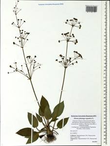 Alisma plantago-aquatica L., Eastern Europe, North-Western region (E2) (Russia)