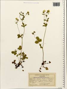Potentilla elatior Willd. ex Schltdl., Caucasus, Stavropol Krai, Karachay-Cherkessia & Kabardino-Balkaria (K1b) (Russia)