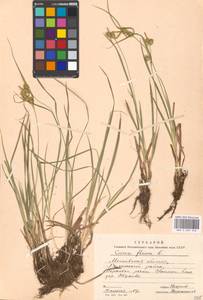 Carex flava L., Eastern Europe, Moscow region (E4a) (Russia)
