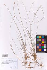 Carex pauciflora Lightf., Eastern Europe, Moscow region (E4a) (Russia)