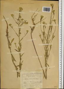 Erysimum odoratum Ehrh., Siberia, Baikal & Transbaikal region (S4) (Russia)