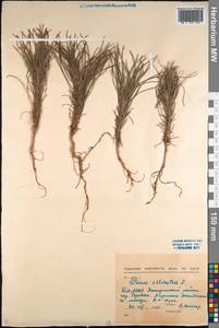 Pinus sylvestris L., Siberia, Baikal & Transbaikal region (S4) (Russia)