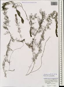 Utricularia ×australis R. Br., Caucasus, Krasnodar Krai & Adygea (K1a) (Russia)