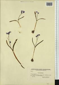 Scilla bifolia L., Western Europe (EUR) (Bulgaria)