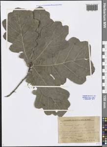 Quercus robur L., Eastern Europe, Lower Volga region (E9) (Russia)