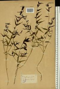 Melampyrum sylvaticum L., Eastern Europe, North-Western region (E2) (Russia)