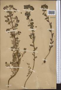 Euphorbia alatavica Boiss., Middle Asia, Northern & Central Tian Shan (M4) (Kazakhstan)