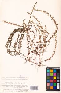 MHA 0 159 932, Veronica arvensis L., Eastern Europe, Lower Volga region (E9) (Russia)