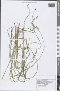 Carex elongata L., Eastern Europe, Middle Volga region (E8) (Russia)