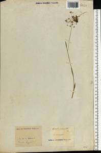 Luzula pilosa (L.) Willd., Eastern Europe, North Ukrainian region (E11) (Ukraine)
