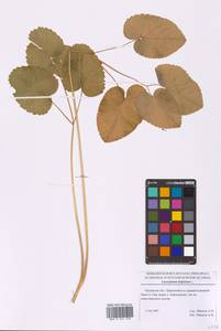 Laserpitium latifolium L., Eastern Europe, Central forest-and-steppe region (E6) (Russia)