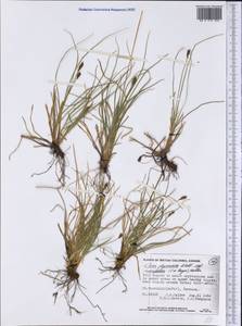 Carex micropoda C.A.Mey., America (AMER) (Canada)