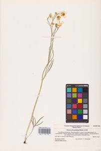 Ranunculus pedatus Waldst. & Kit., Eastern Europe, Lower Volga region (E9) (Russia)