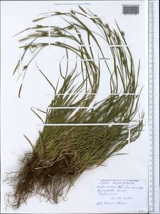 Carex depauperata Curtis ex Stokes, Crimea (KRYM) (Russia)