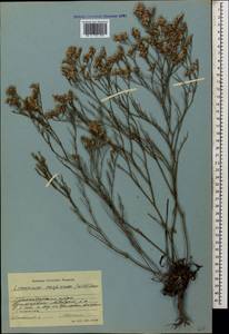 Limonium caspium (Willd.) Gams, Caucasus, Krasnodar Krai & Adygea (K1a) (Russia)