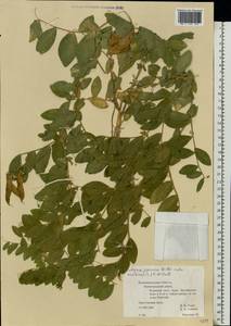 Lathyrus japonicus Willd., Eastern Europe, North-Western region (E2) (Russia)