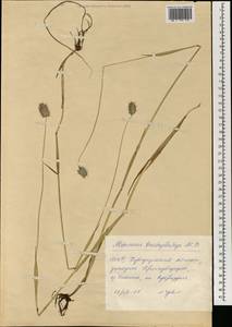 Alopecurus brachystachyus M.Bieb., Mongolia (MONG) (Mongolia)