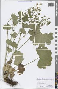 Alchemilla sarmatica Juz., Eastern Europe, Volga-Kama region (E7) (Russia)