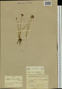 Allium bidentatum Fisch. ex Prokh. & Ikonn.-Gal., Siberia, Altai & Sayany Mountains (S2) (Russia)