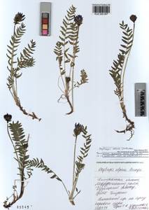 Oxytropis altaica (Pall.) Pers., Siberia, Altai & Sayany Mountains (S2) (Russia)