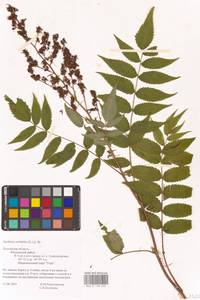 Sorbaria sorbifolia (L.) A.Braun, Eastern Europe, Central region (E4) (Russia)