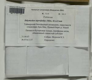 Husnotiella asperifolia (Mitt.) J.A. Jiménez & M.J. Cano, Bryophytes, Bryophytes - Krasnoyarsk Krai, Tyva & Khakassia (B17) (Russia)