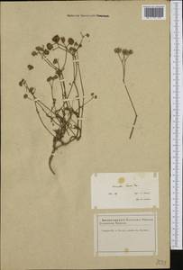 Valerianella coronata (L.) DC., Western Europe (EUR) (France)