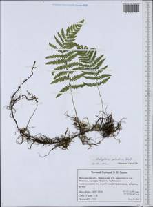 Thelypteris palustris Schott, Eastern Europe, Central forest region (E5) (Russia)