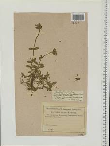 Cerastium holosteoides Fries emend. Hyl., Eastern Europe, Moscow region (E4a) (Russia)