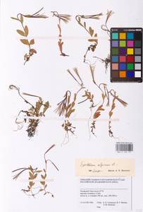 Epilobium anagallidifolium Lam., Siberia, Western Siberia (S1) (Russia)