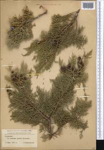 Juniperus excelsa subsp. polycarpos (K.Koch) Takht., Middle Asia, Pamir & Pamiro-Alai (M2) (Turkmenistan)