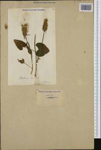 Phyteuma spicatum L., Western Europe (EUR) (Switzerland)