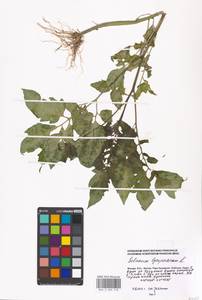 Solanum lycopersicum L., Eastern Europe, Moscow region (E4a) (Russia)