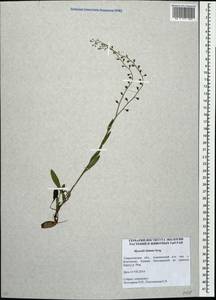Myosotis imitata Serg., Eastern Europe, Eastern region (E10) (Russia)