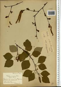 Betula pendula Roth, Eastern Europe, Moscow region (E4a) (Russia)