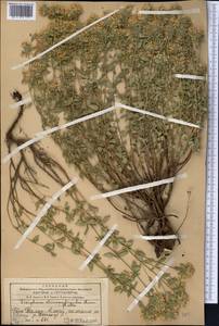 Ziziphora clinopodioides Lam., Middle Asia, Western Tian Shan & Karatau (M3) (Kazakhstan)